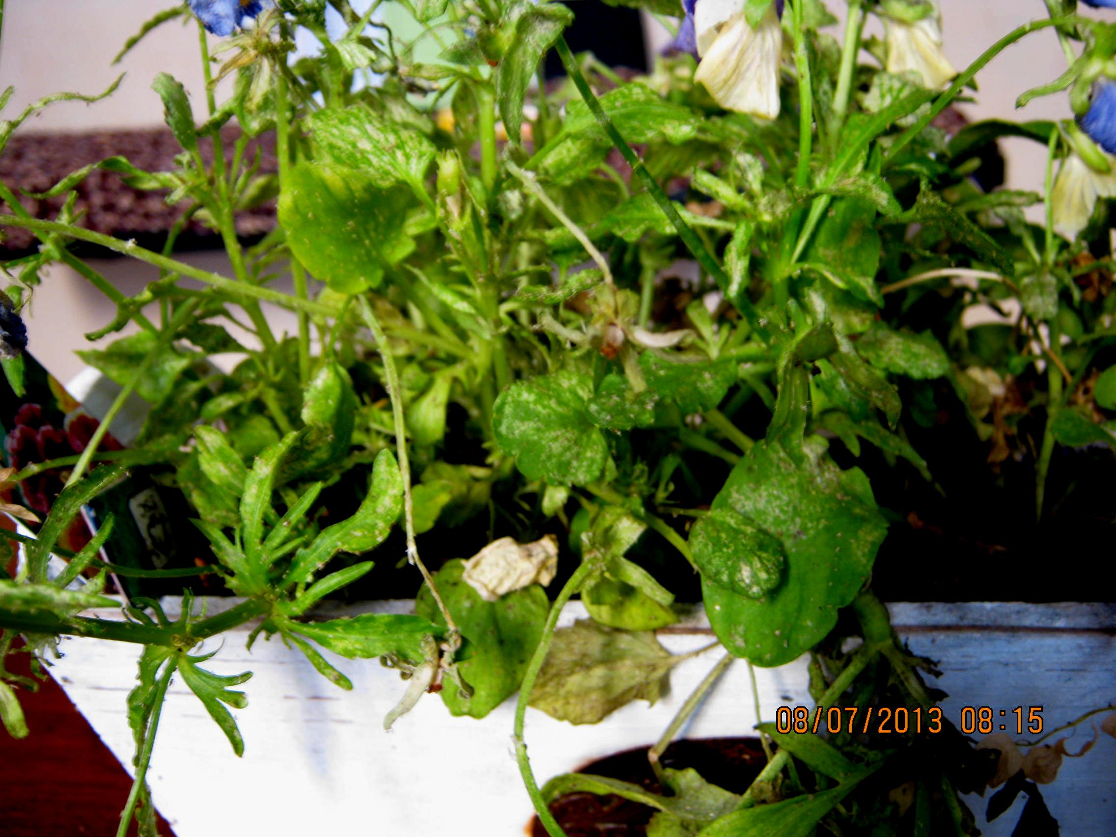 pot�e le 7 juillet 