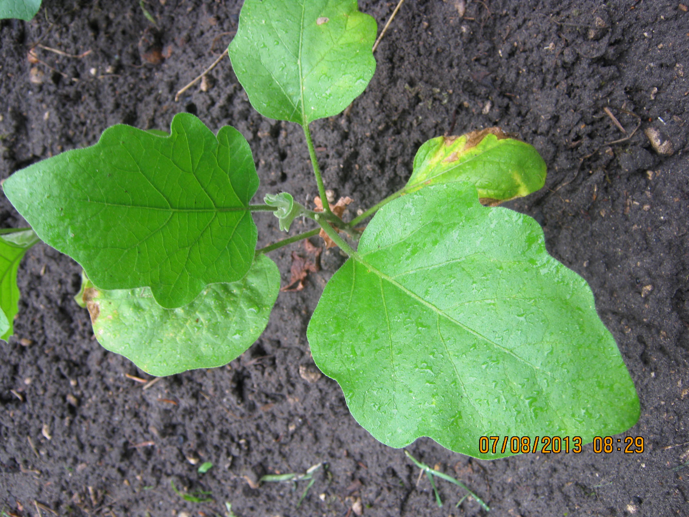 plant d'aubergine  Florida market 