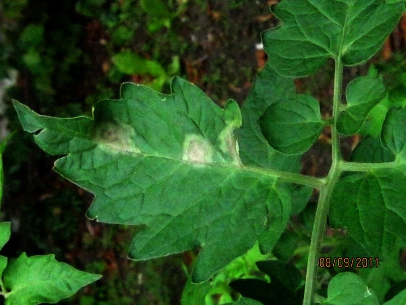 sympt�me de mildiou sur foliole 
