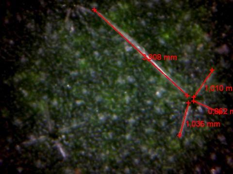 poil de Solanum torvum / mensuration des spicules