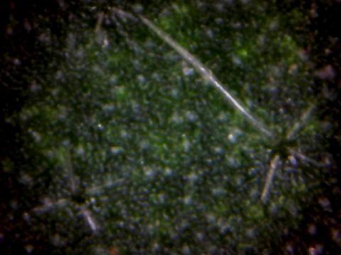 poil de Solanum torvum