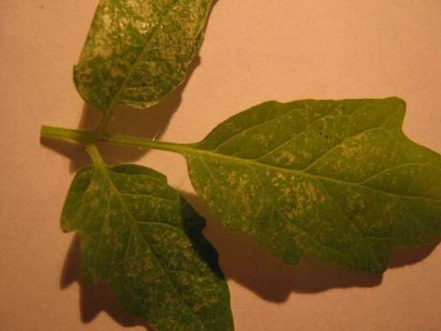 noter le mode de d�coloraion de la feuille de tomate_ face sup�rieure