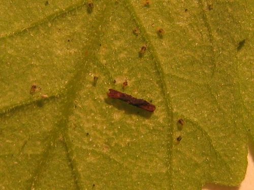 face inf�rieure de feuille de tomate tr�s grossie