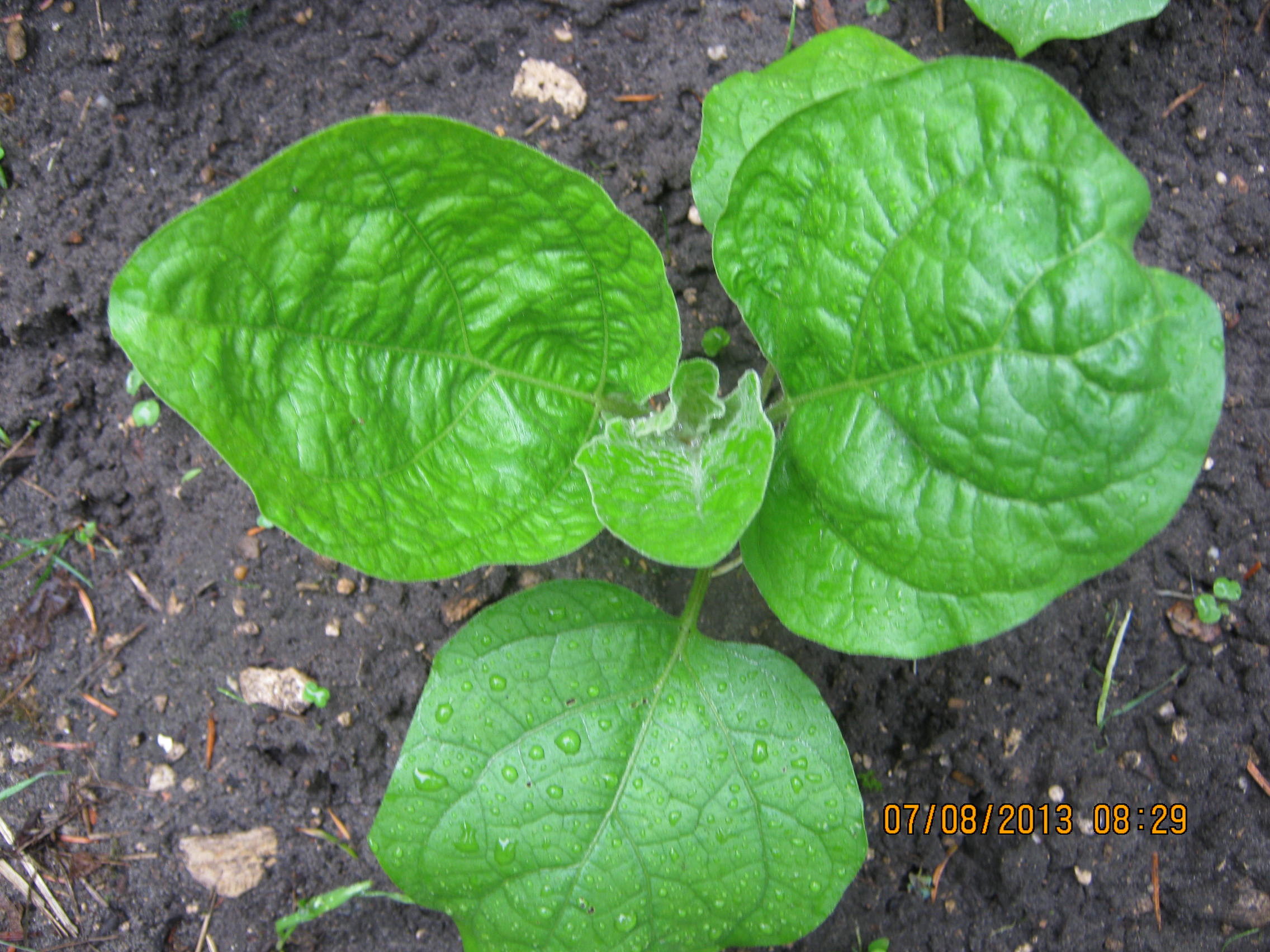 plant d'aubergine tha�landaise 