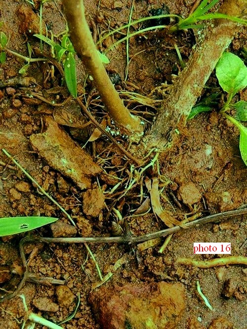 remarquer les scl�rotes sur le collet � proximit� du sol et le r�seau de filaments blancs