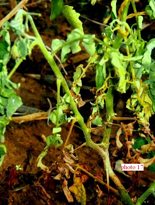 tache de pourriture typique sur tige ; l'infection  provient d'un scl�rote projet� en hauteur par la pluie ou un arroage violent