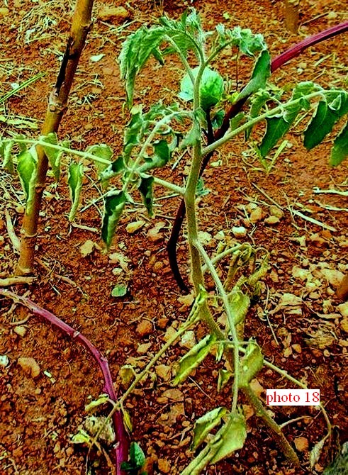 remarquer 1�le fl�trissement de la plante
 et 2� la tache brune en bas de la tige qui remonte du sol