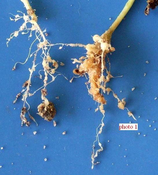 sympt�mes sur racines de jeune plant de tomate