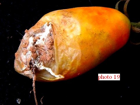 pourriture du fruit de tomate par Corticium