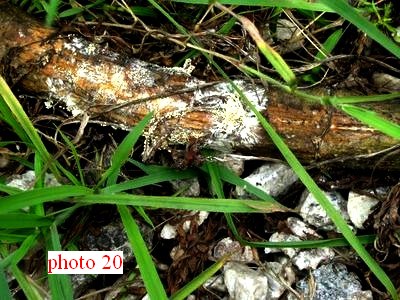 tige au sol recouverte de Corticium Rolfsii