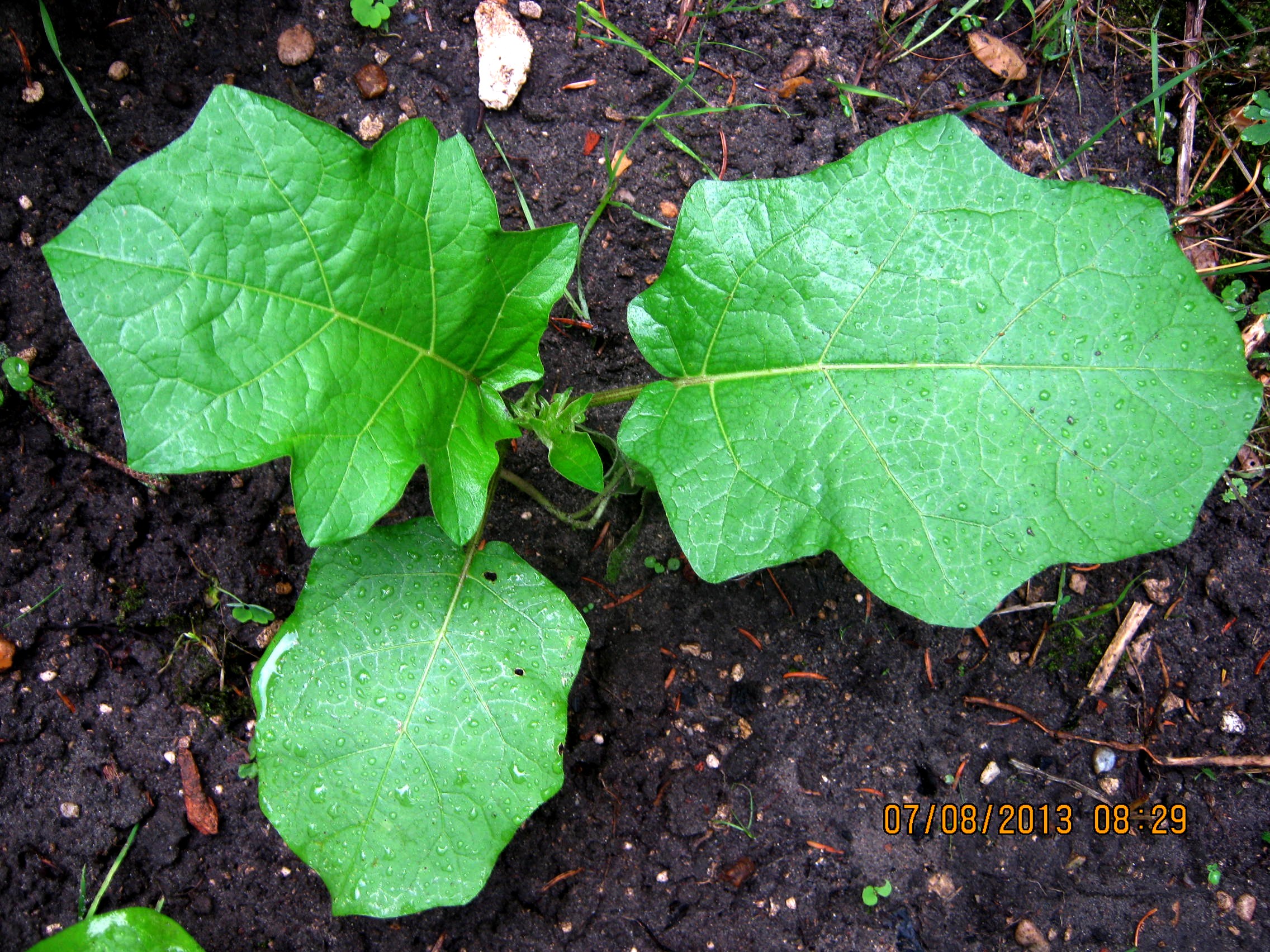 plant de Solanum torvum 