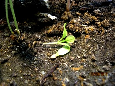 plantules d'aubergine 
