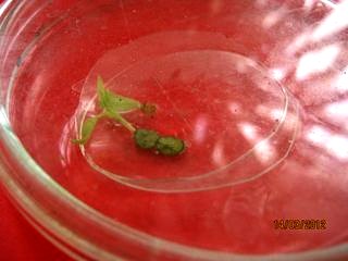  l'isolement est pratiqu� sur coupelle incub�e dans une boite de P�tri avec r�serve d'eau